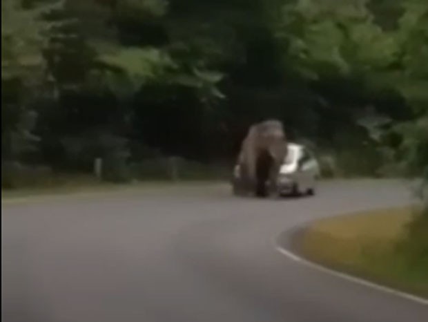 Primeiro, elefante se aproximou e sentou no capô do veículo (Foto: Reprodução/YouTube/NationTV22)