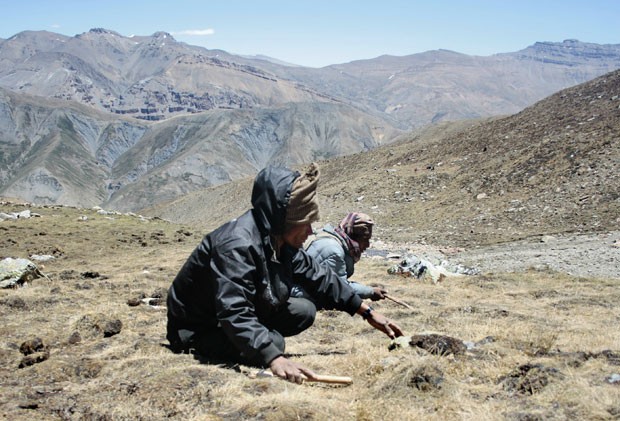 Alunos nepaleses faltaram às aulas para procurar 'Viagra do Himalaia' (Foto: Kyle Knight/AFP)