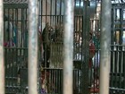 Justiça analisa pedido de interdição da cadeia de Cascavel, no Paraná