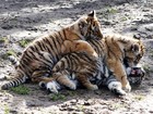 Três filhotes de tigre brincam em zoológico na Alemanha
