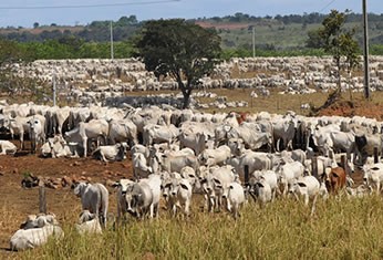 Criação de gado em Mato Grosso (Foto: Josi Pettengill/Secom/MT)