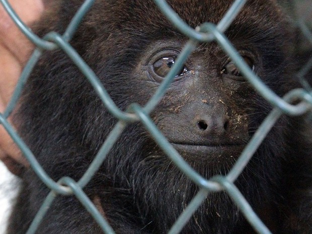 O macaco da espécie bugio resgatado em Macaé, RJ (Fot Maurício Porão/Secom Macaé)