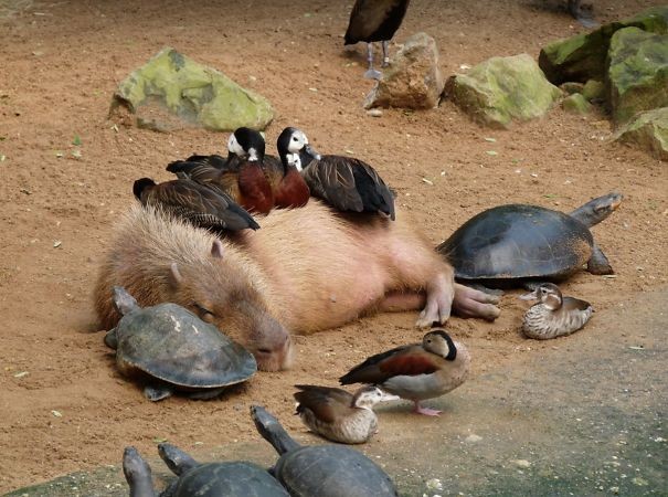 15 fotos que provam que a capivara é o animal mais simpático da natureza -  Revista Galileu