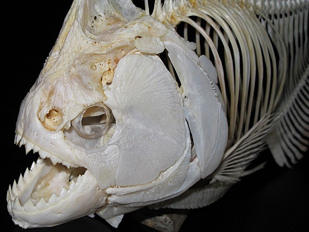 Piranha negra (Foto: Steve Huskey/Nature Scientific Reports)