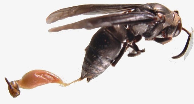 A pesquisadora e professora da UnB Márcia Renata Mortari resolveu testar se o veneno de vespa poderia ter alguma ação neuroprotetora para o Parkinson. (Foto: Priscilla Galante/Divulgação)