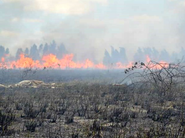 Incêndio atinge área de proteção ambiental no RN desde a sexta (7) (Foto: Rose Dantas/G1)