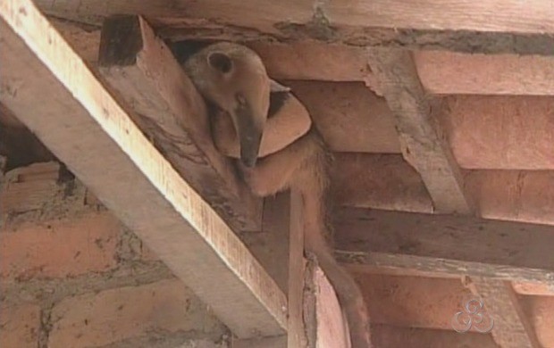 Tamanduá escondido no telhado da varanda de uma casa (Fot Rondônia TV)