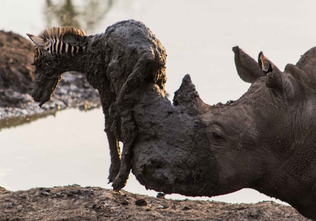  Tentativa de resgate de zebra por rinoceronte acaba com zebra morta (Foto: Roel van Muiden/Media Drum World)