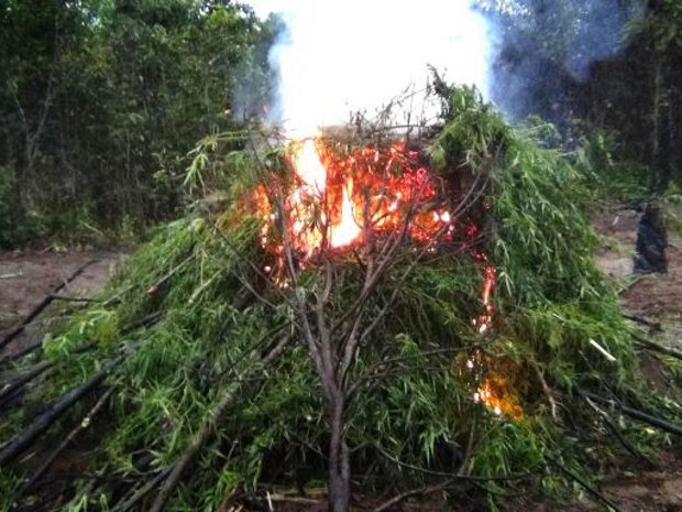 Maconha foi incinerada em Marapanim (Foto: Divulgação/Polícia Civil)