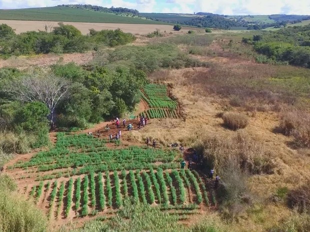 Imagem aérea mostra extensão da plantação de maconha (Foto: Reprodução/EPTV)