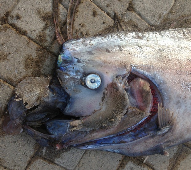 Foto em close dá destaque à &#39;aparência horrenda&#39; do animal, encontrado em praia na Califórnia (EUA) (Foto: AFP)