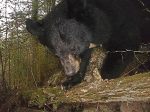 Exemplar de urso-negro-asiático "flagrado" na região de Sichuan (Foto: WWF/Peking University)