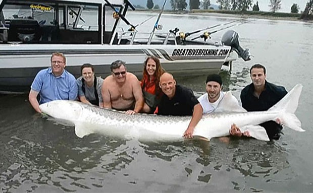 Esturjão de 3,5 metros e 500 kg foi capturado no rio Fraser. (Foto: Reprodução)