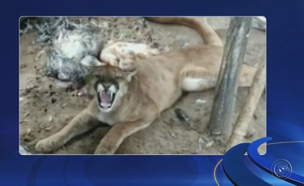 Segundo a Polícia Ambiental, a onça ficou estressada no ambiente fechado  (Foto: Reprodução/ TV TEM )