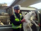 Motorista chinês é flagrado levando 10 ovelhas na cabine de caminhão