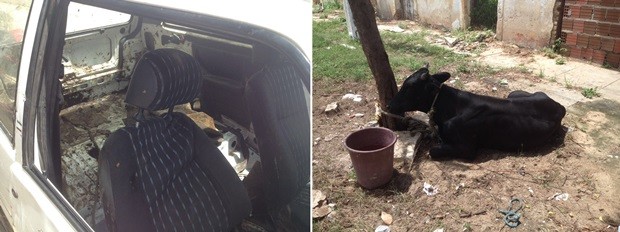 Depois de resgatado pelos policiais, boi foi devolvido ao dono  (Foto: Renato Medeiros)