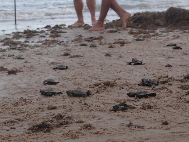 Após serem soltos, filhotes de tartaruga seguem para o mar. (Foto: Fabiana De Mutiis/G1)