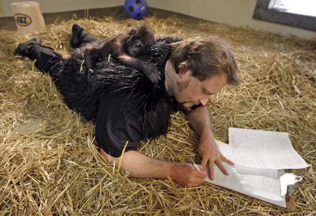 Os técnicos atuam como "mães de aluguel" da pequena gorila (Foto: Zoo de Cincinnati/David Jenike/AP)