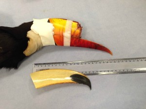 Bico de ave morta foi implantado em tucano (Foto: André Igor Teixeira/Arquivo pessoal)