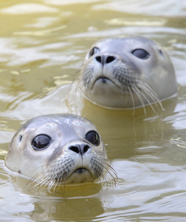 Filhotes aparecem apenas com parte do corpo para fora da água, no berçário para focas de Friedrichskoog, na Alemanha. (Foto: Daniel Bockwoldt/Reuters)
