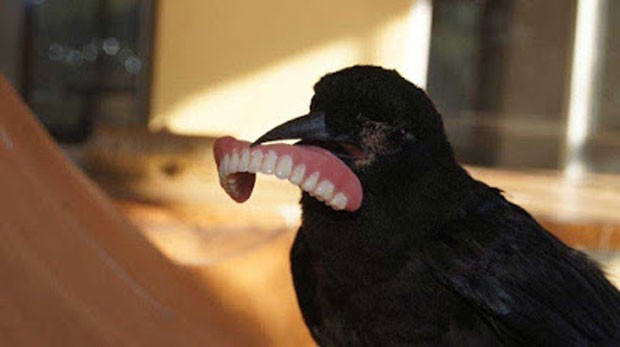 Corvo roubou a dentadura de um morador de Cabo Oriental, na África do Sul (Foto: Reprodução/Facebook/The Caring Owl)
