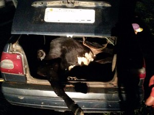Bezerro foi colocado no porta-malas do veículo  (Foto: Divulgação/ Polícia Rodoviária)