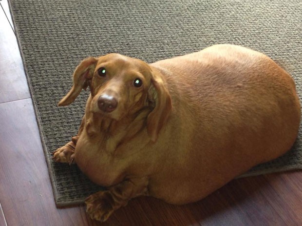 Com dieta, cão Dennis perdeu 19,5 quilos. (Foto: Reprodução/Facebook/Dennis' Odyssey: Health, Wellness, Awareness &amp; Education)