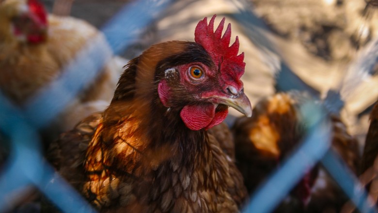 JOGO SALTA GALINHA 🐓🐔🐓🐔 Aceite o desafio e veja quem coloca o