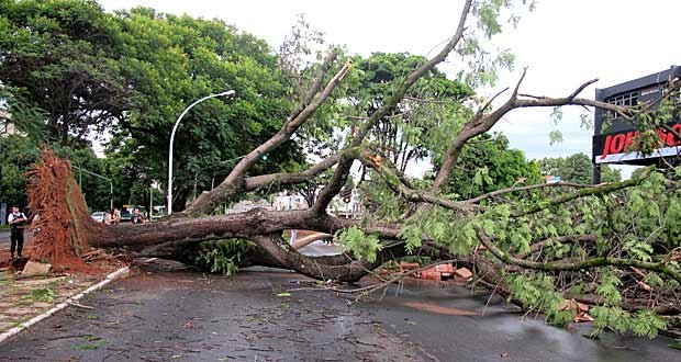 Árvore com cerca de 10 metros que caiu na quadra 712 Norte e fechou a W3 na tarde deste sábado (17); previsão é que ela só seja removida neste domingo (Foto: Fabiano Costa/G1)