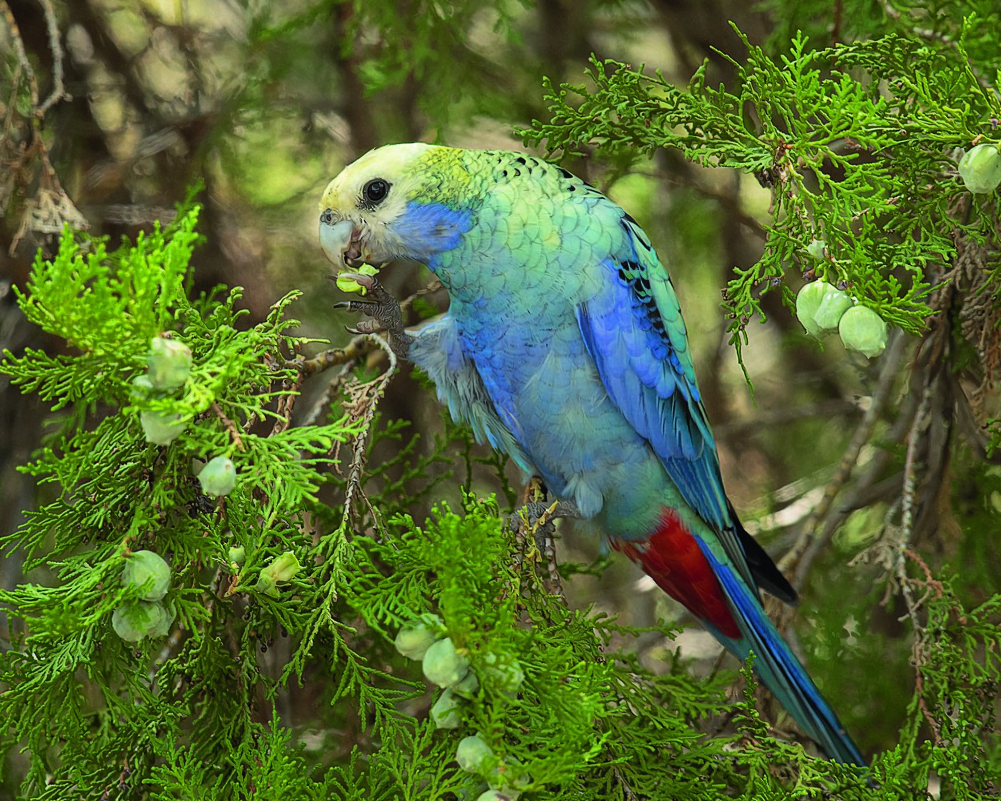 A tonalidade admirável da plumagem do pássaro de bico torto pertencente à família dos psitacídeos, que inclui periquitos e papagaios, é bastante valorizada. (Foto: Creative commons / JJ Harrison)