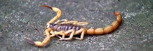 Escorpiões vitimaram mais de 1.600 pessoas (Paulo Chiari/EPTV)