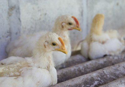 Calor e corte de energia matam 40 mil frangos no interior de SP - Globo Rural