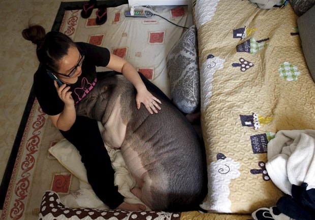 Zhu Roumeng mantém porca como bicho de estimação (Foto: Kim Kyung-hoon/Reuters)