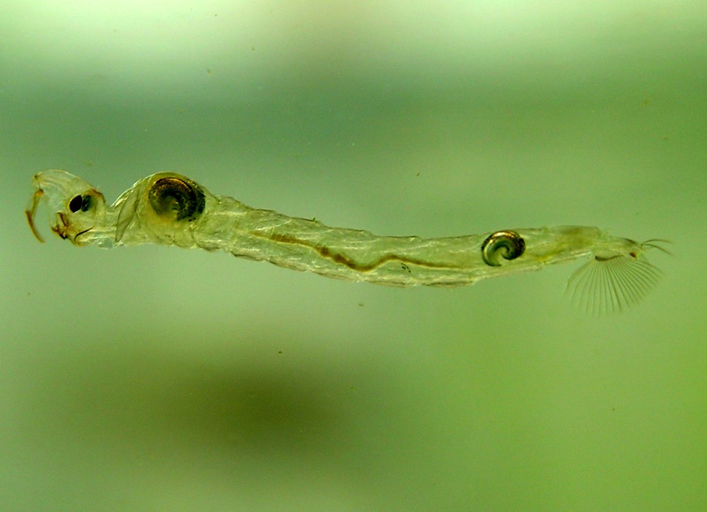 Larva de Chaoborus sp: estudo aponta que larva é responsável por produção de gases de efeito estufa (Foto:  Piet Spaans [CC BY-SA 2.5 (http://creativecommons.org/licenses/by-sa/2.5)], via Wikimedia Commons)