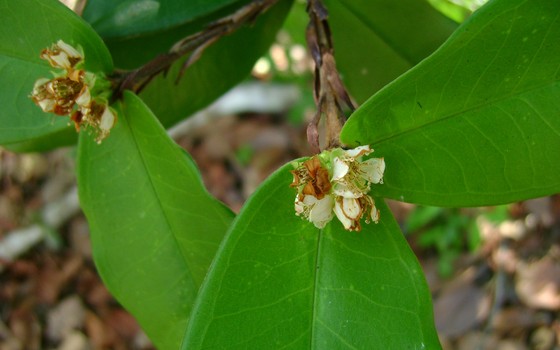 Nova espécie de planta encontrada no Espírito Santo, batizada de Eugenia cataphyllea, conhecida como batinga melosa (Foto: Reserva Natural Vale)