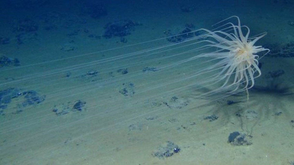Há muito mais vida no fundo do mar do que pode parecer (Foto: Universidade do Havaí)
