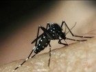 Notificações de dengue registram aumento de 639% em um ano