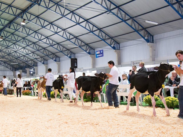 Bezerras também recebem tratamento especial para a feira agropecuária (Foto: Raul Voorsluys/Assessoria de Imprensa)