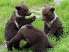 Três filhotes de urso nascem em parque dos Pirineus, na Espanha