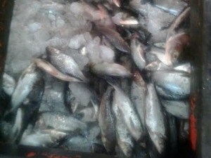 Pescado apreendido é protegido pelo defeso (Fot Girlene Medeiros /G1 AM)
