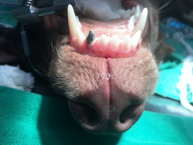 Processo cirúrgico aconteceu no Centro Veterinário da Unimonte (Foto: Animal Avengers/Arquivo Pessoal)