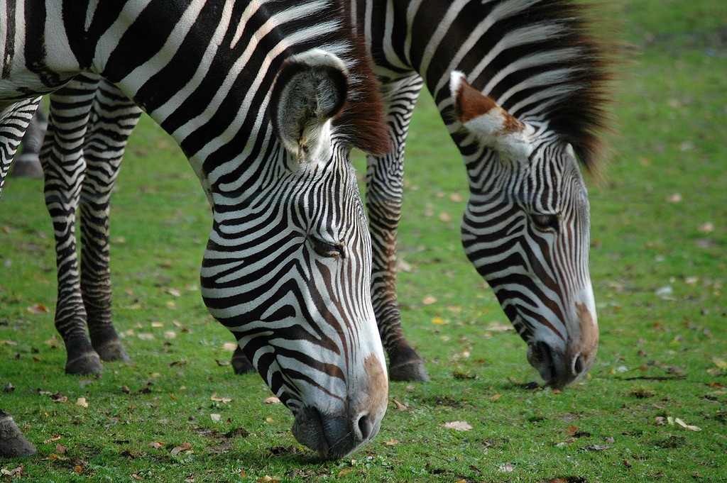 Zebras têm listras para se defender de insetos (Foto: Marieke IJsendoorn-Kuijpers/Flickr/Creative Commons)