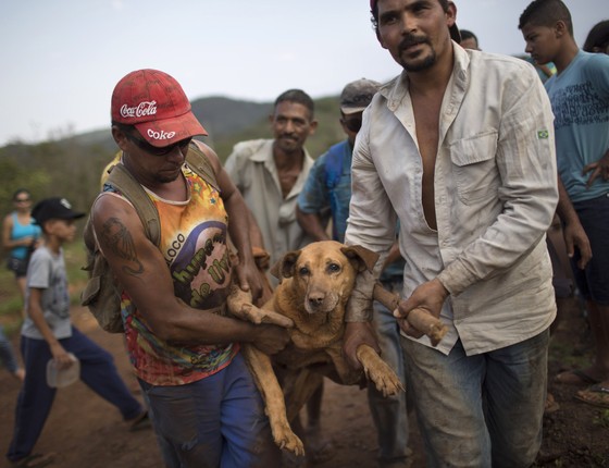Resgate de animais atingidos pela lama da barragem da Samarco em Mariana, MG (Foto: Felipe Dana/AP)