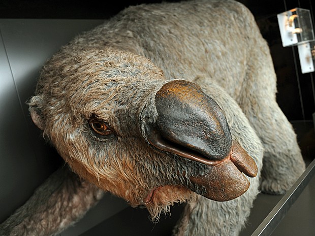 Diprotodonte (Foto: Greg Wood/Arquivo AFP)