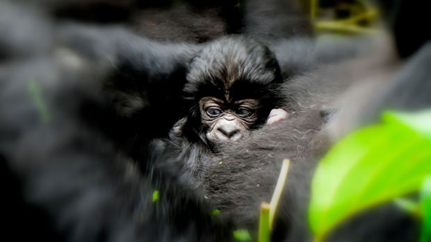 Filhote de gorila (Foto: Virunga National Park/BBC)