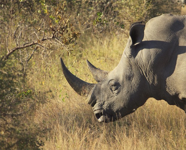 Rinoceronte que vive no Parque Nacional Kruger, na África do Sul. Ao menos 588 deles foram mortos neste ano (Foto: Divulgação/Universidade de Virgínia)