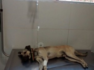 Cão é atendido em clínica na serraria após ser envenenado (Foto: Arquivo Pessoal/Naíne Teles)