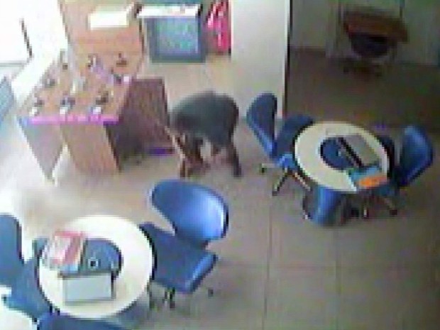 Imagens mostram furto a loja de celulares em Pouso Alegre (MG) (Foto: Reprodução EPTV)