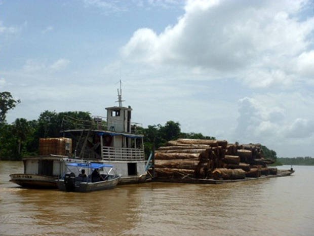 Foram apreendidos cerca de 300 metros cúbicos de madeira em toras de diversas essências. (Foto: Divulgação/ Polícia Civil)