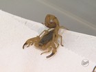Anti-inflamatório pode ser usado para curar picada de escorpião, diz USP